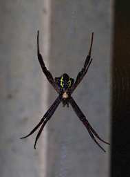 Crocker Range Spider