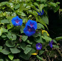 Crocker Range Flower Xxx Blue