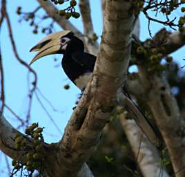 Kinabatangan Bird Oriental Pied Hornbill