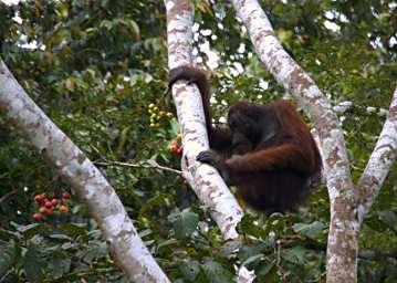 Kinabatangan Orangutan