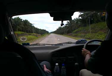 Sepilok Drive Oil Palm
