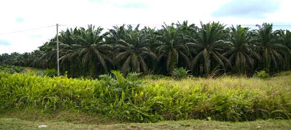 Sepilok Drive Oil Palm