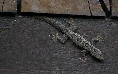 Sepilok Gecko