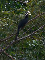 Sepilok Bird Black Hornbill