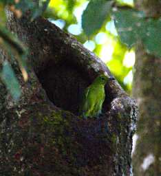 Sepilok Bird Lesser Green Leafbird F