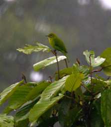 Sepilok Bird Lesser Green Leafbird F