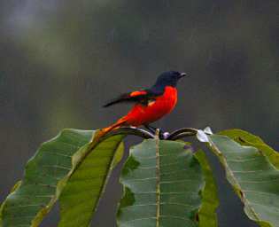 Sepilok Bird Scarlet Minivet