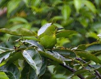 Sepilok Bird Greater Green Leafbird F