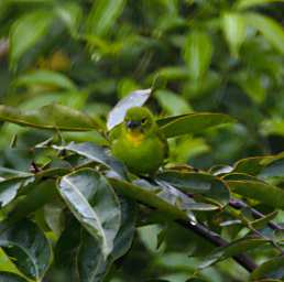 Sepilok Bird Greater Green Leafbird F