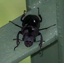 Sepilok Beetle