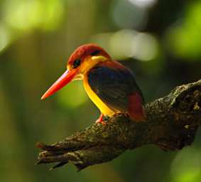 Sepilok Bird Rufous Backed Kingfisher