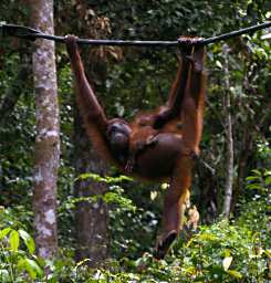 Sepilok Orangutan WBaby