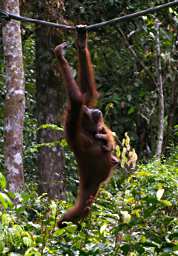 Sepilok Orangutan WBaby