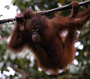 Sepilok Orangutan Juvenile