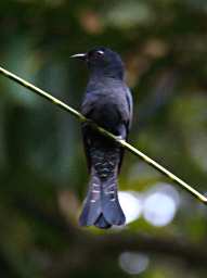 Sepilok Bird Drongo Cuckoo