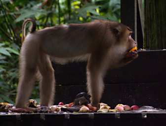 Sepilok Pig Tailed Macaque