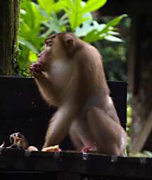 Sepilok Pig Tailed Macaque