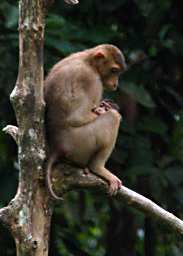 Sepilok Pig Tailed Macaque Mom And Kid