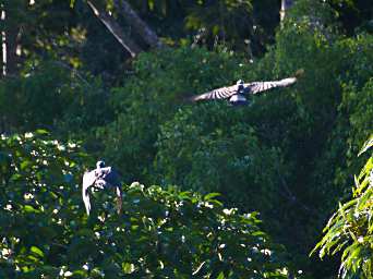 Sepilok Bird Hornbills In Flight