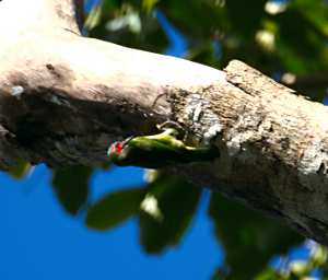 Sepilok Bird Xxx Woodpecker