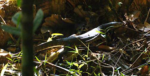 Sepilok Monitor Lizard