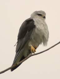 Black Shouldered Kite