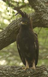 Long Crested Eagle