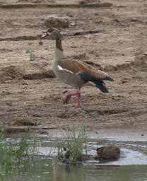 Egyptian Goose