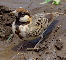 Bird FischersSparrowLark