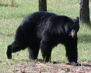 Black Bear