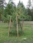 Overloaded Apple Tree