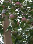 Overloaded Apple Tree