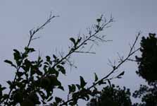 Caterpillar Damaged Tree