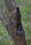 Bear damaged tree