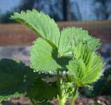 Dew on Strawberry Leaves