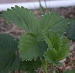 Dew on Strawberry Leaves
