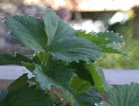 Dew on Strawberry Leaves