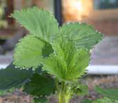 Dew on Strawberry Leaves