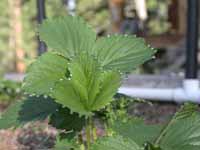 Dew on Strawberry Leaves