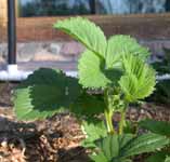 Dew on Strawberry Leaves