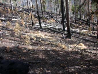 Grass in middle of burned area
