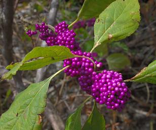 Berries Xxx Purple