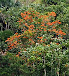 Tambopata Blossom Xxx Orange P9280674
