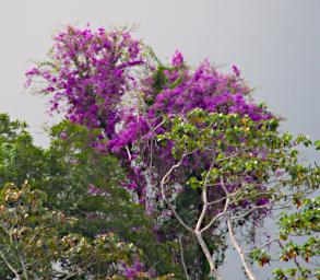 Tambopata Blossom Xxx Purple P9280688