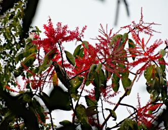 Tambopata Blossom Xxx Red P9290711