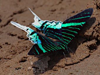 Tambopata Moth Green Banded Urania P9290775