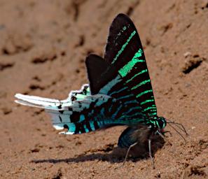 Tambopata Moth Green Banded Urania P9290779