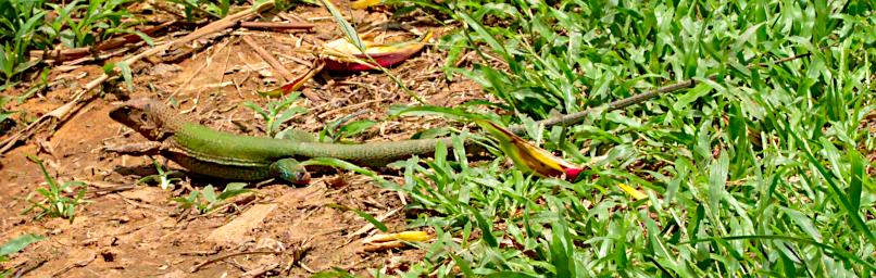 Tambopata Lizard Xxx Green P9290788