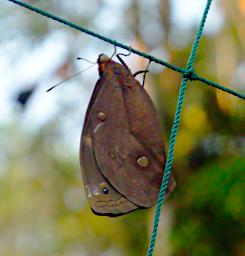 Tambopata Butterfly Xxx P9290813