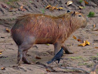 Tambopata Capybara P9300829